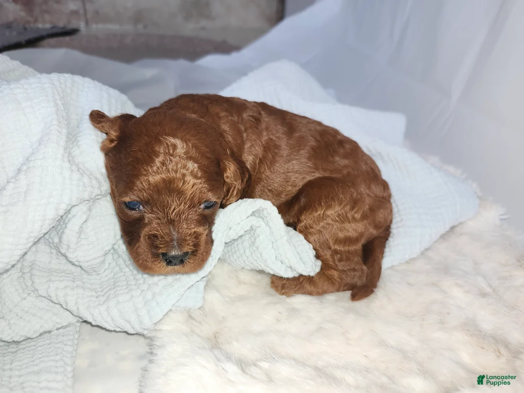 Cavapoo dogs for sale: Forrest  - Ad 3