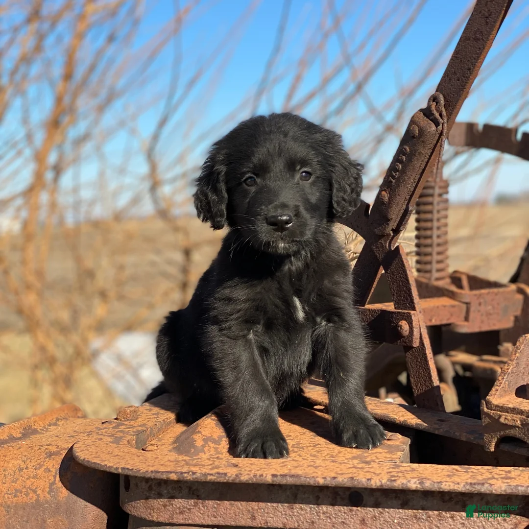 Mixed Breed dogs for sale: Smoky - Ad 4