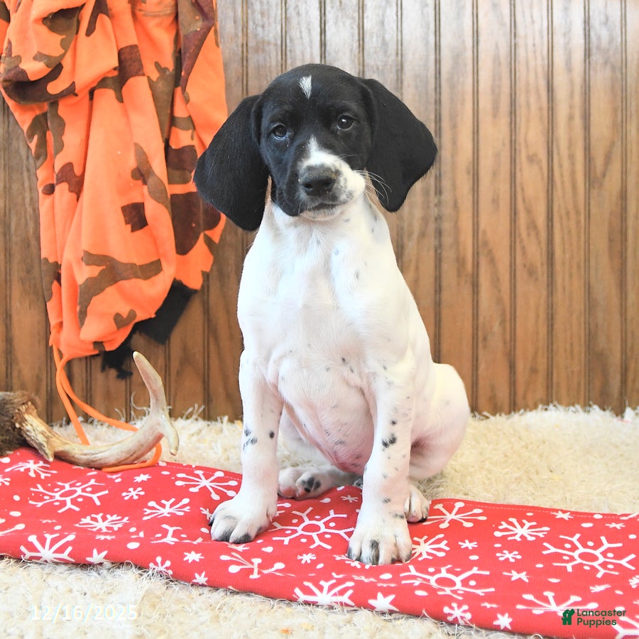 German Shorthaired Pointer dogs Daisy - Ad 16