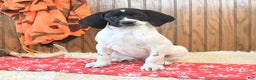 German Shorthaired Pointer dogs for sale: Daisy - Ad 1