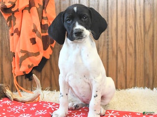 German Shorthaired Pointer dogs Daisy - Ad 16