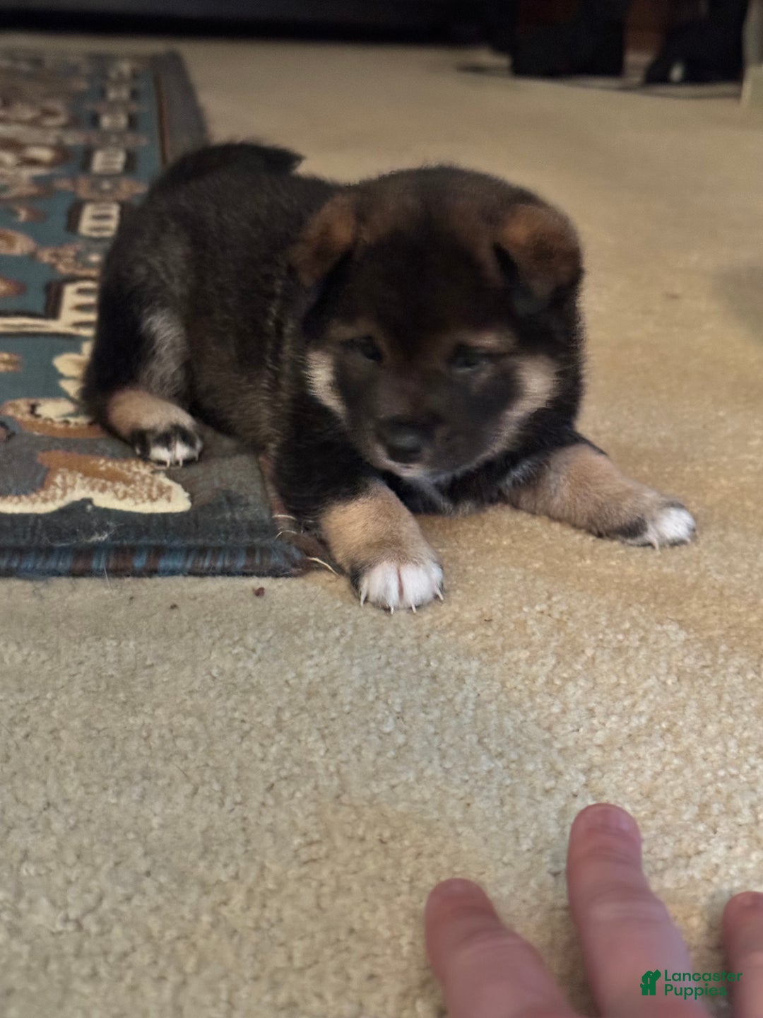 Shiba Inu dogs for sale: Shiba Inu Puppy 1 - Ad 12