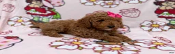 Cockapoo dogs for sale: Remi - Ad 5
