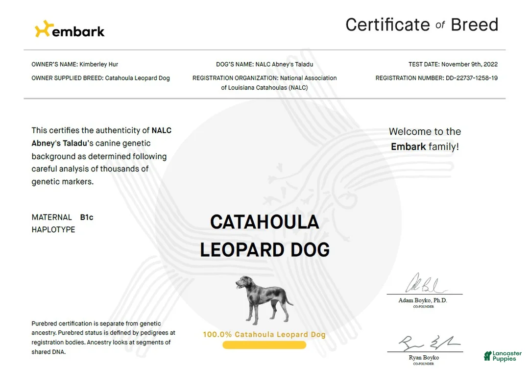 Catahoula Leopard Dog dogs for sale: Tala 2025 Female 2 - Ad 22