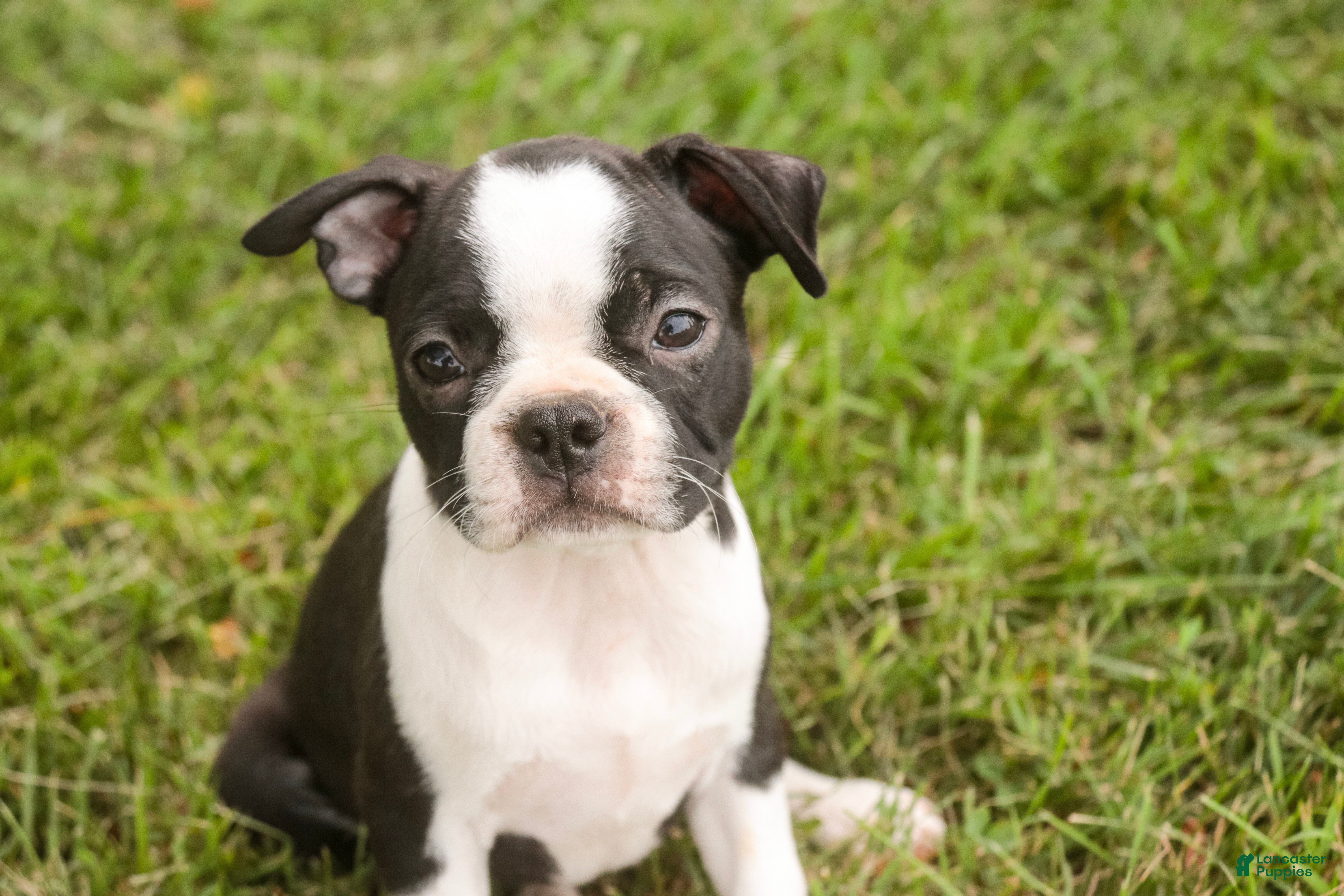 Boston Terrier dogs Blossom Boston Terrier  - Ad 2