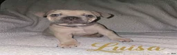 French Bulldog dogs for sale: French Bulldog Puppy 3 - Ad 2