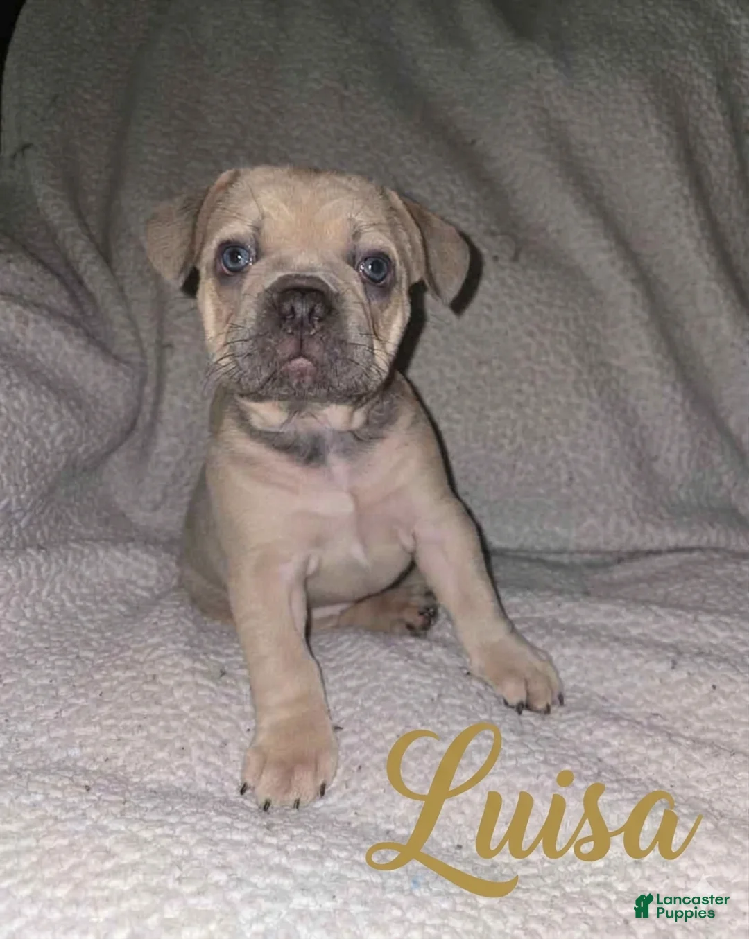 French Bulldog dogs for sale: French Bulldog Puppy 3 - Ad 2