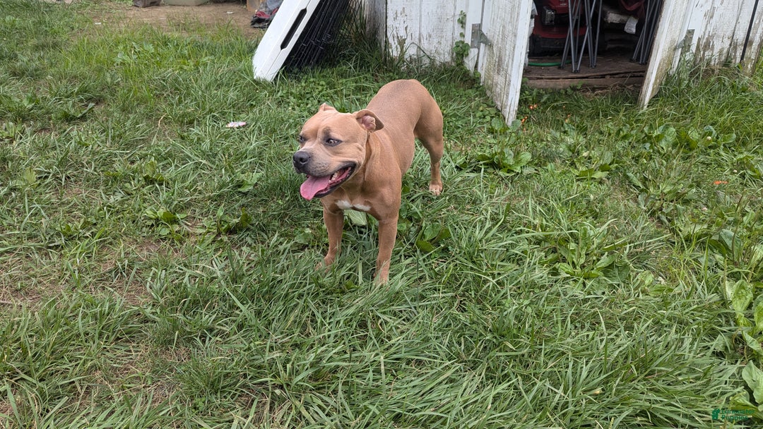 American Bully dogs for sale: American Bully Puppy 8 - Ad 6