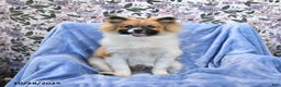 Pomeranian dogs for sale: Larry - Ad 5