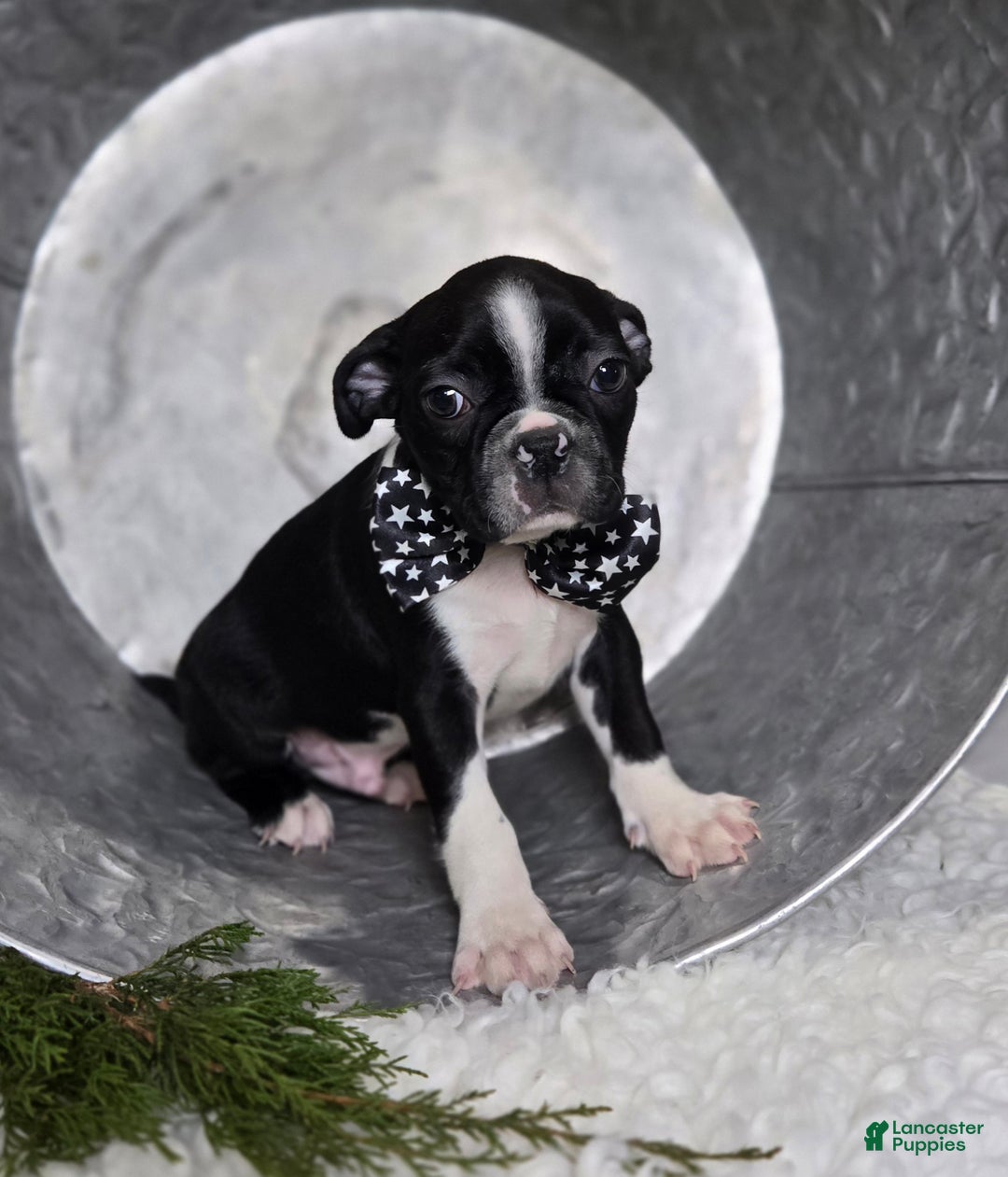 Boston Terrier dogs for sale: Charlie - Ad 3