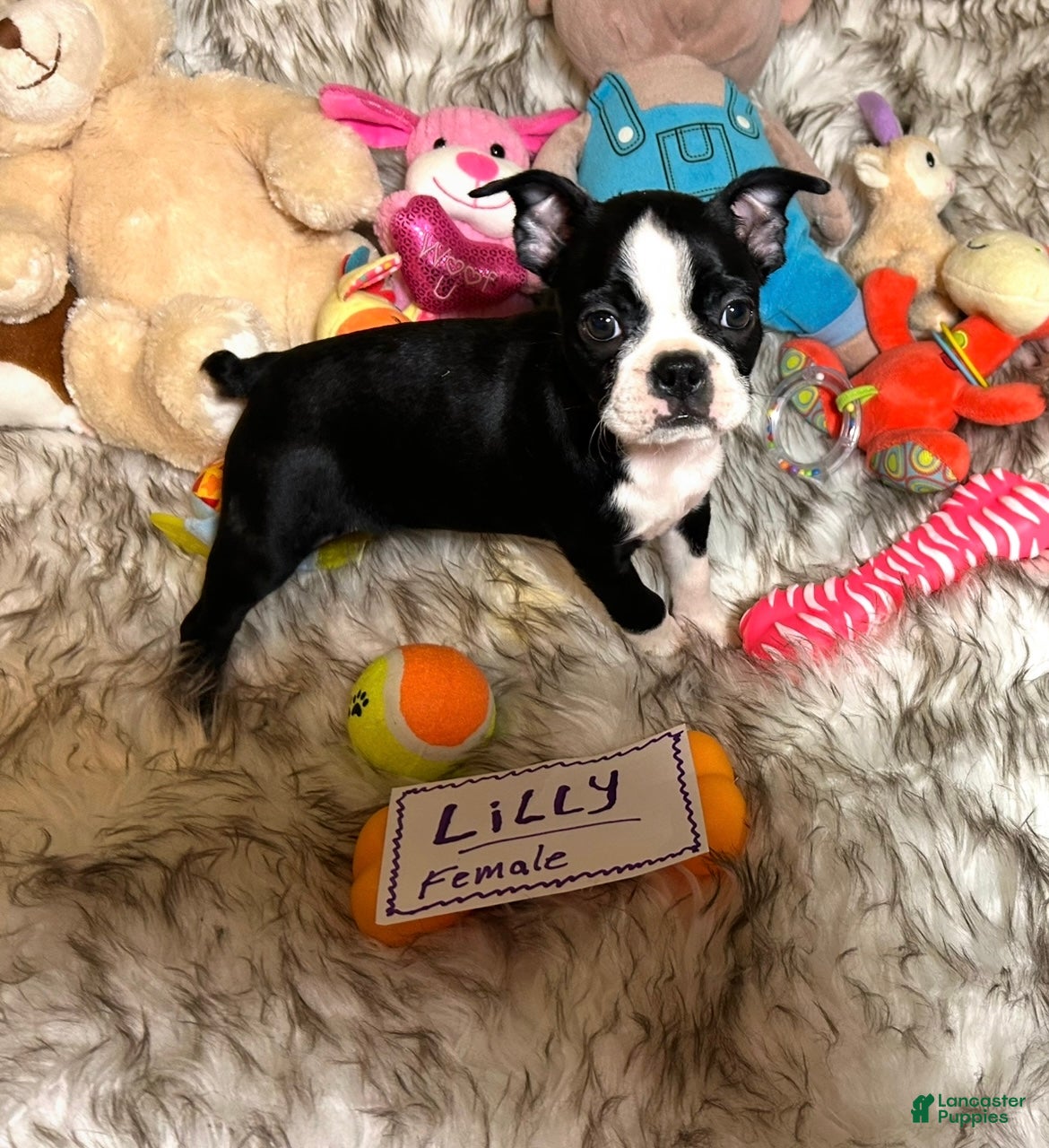 Boston Terrier dogs  Lilly - Ad 1