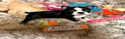 Boston Terrier dogs for sale:  Lilly - Ad 1