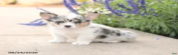 Welsh Corgi Pembroke dogs for sale: LibertyBelle - Ad 4
