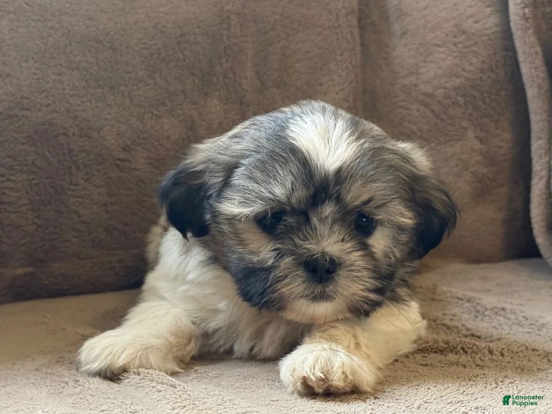 Shih Tzu dogs for sale: Rosy - Ad 2