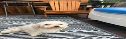 Maltese dogs for sale: Spike  - Ad 4
