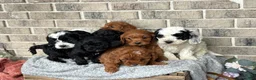 Cavapoo dogs for sale: Kiki - Ad 15