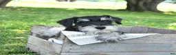 Miniature Schnauzer dogs for sale: Garrett - Ad 3