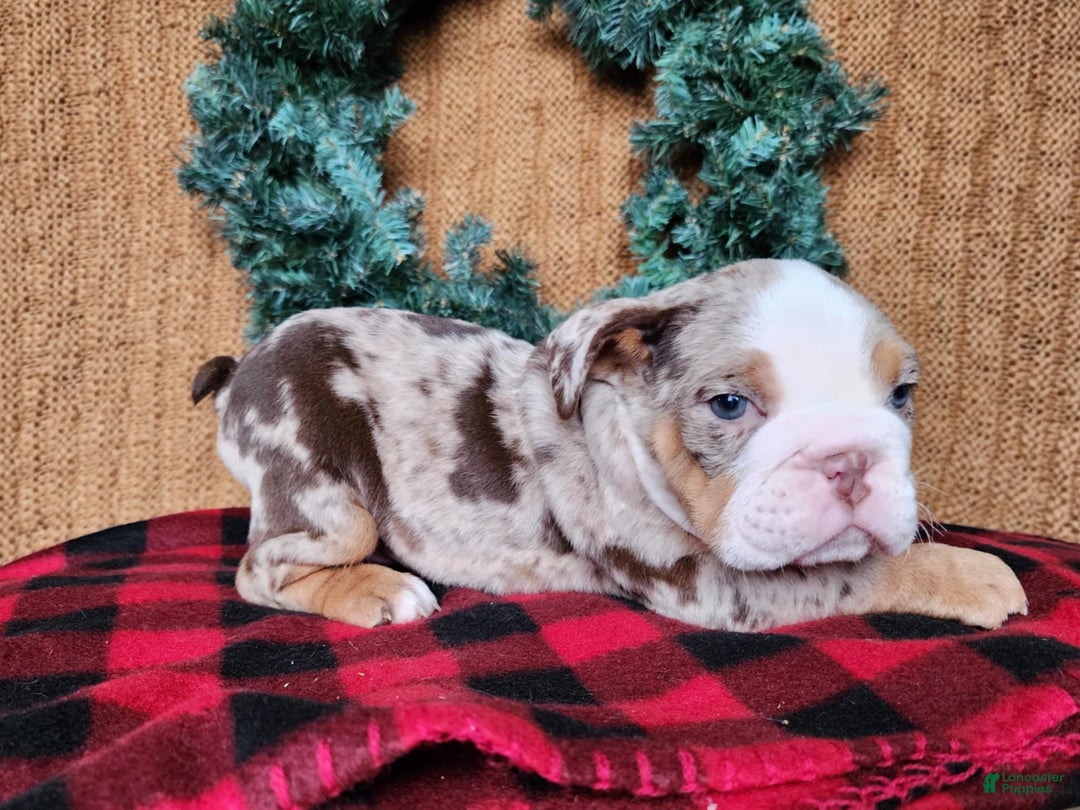 English Bulldog dogs for sale: Fletch - Ad 7