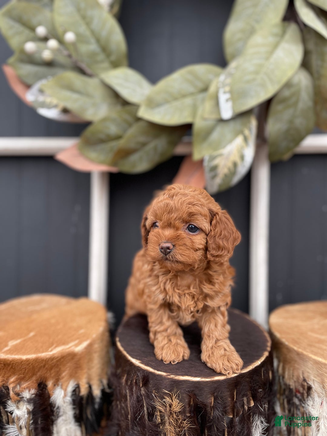 Cavapoo dogs for sale: Ellie - Ad 4