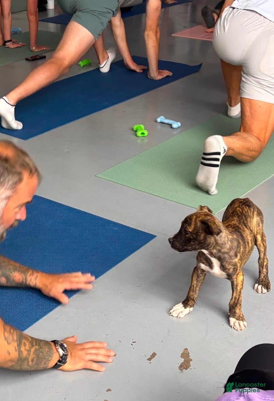 Mixed Breed dogs Bandogge Brindle M - Ad 37