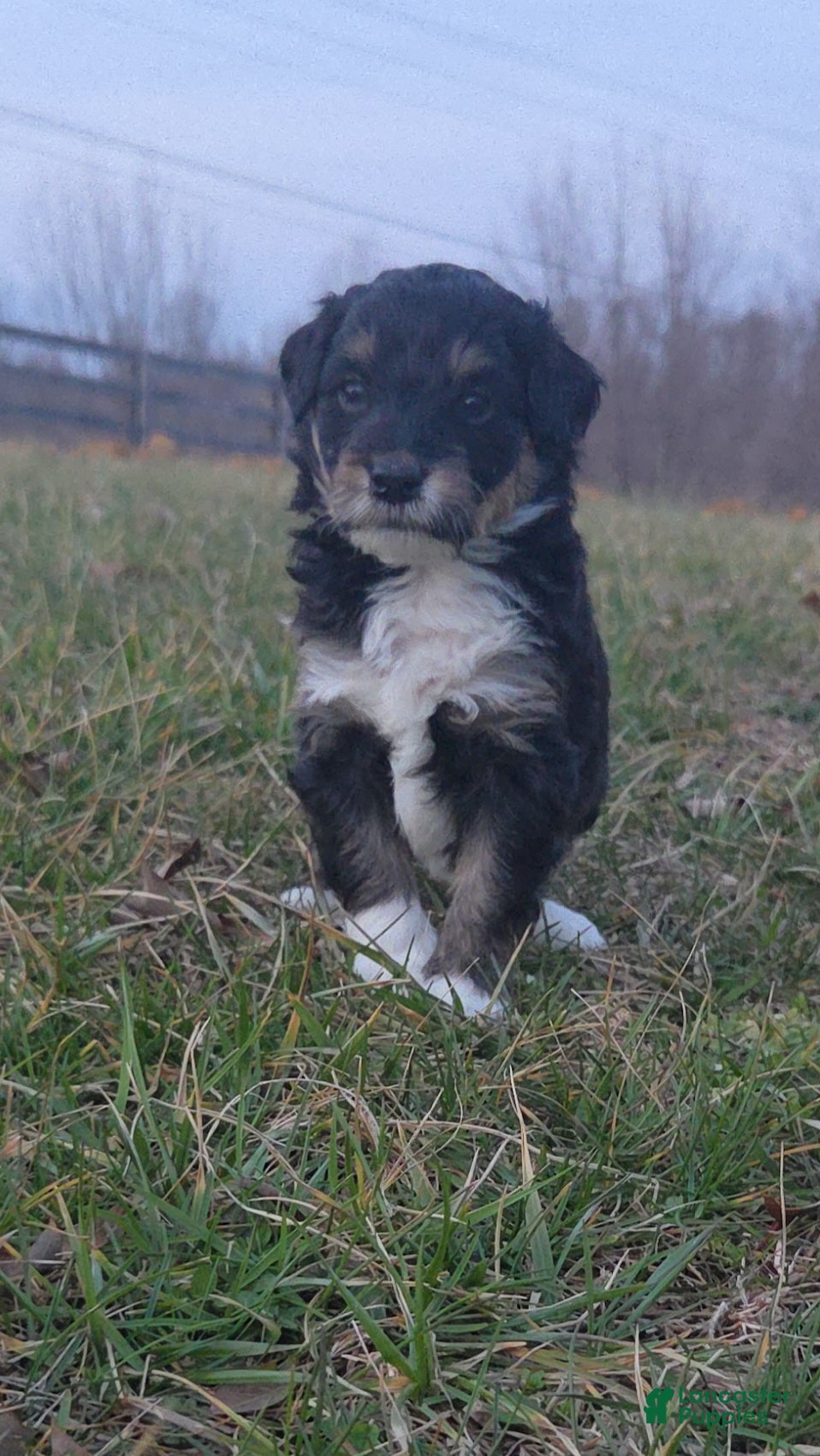 Mini Aussiedoodle dogs for sale: Sophie - Ad 2