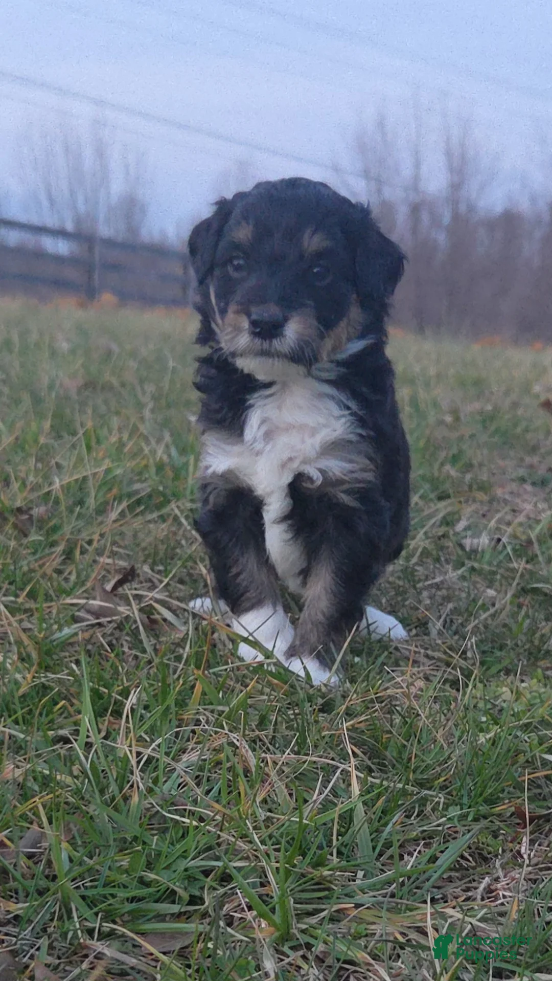 Mini Aussiedoodle dogs for sale: Sophie - Ad 1
