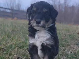 Mini Aussiedoodle dogs for sale: Sophie - Ad 2