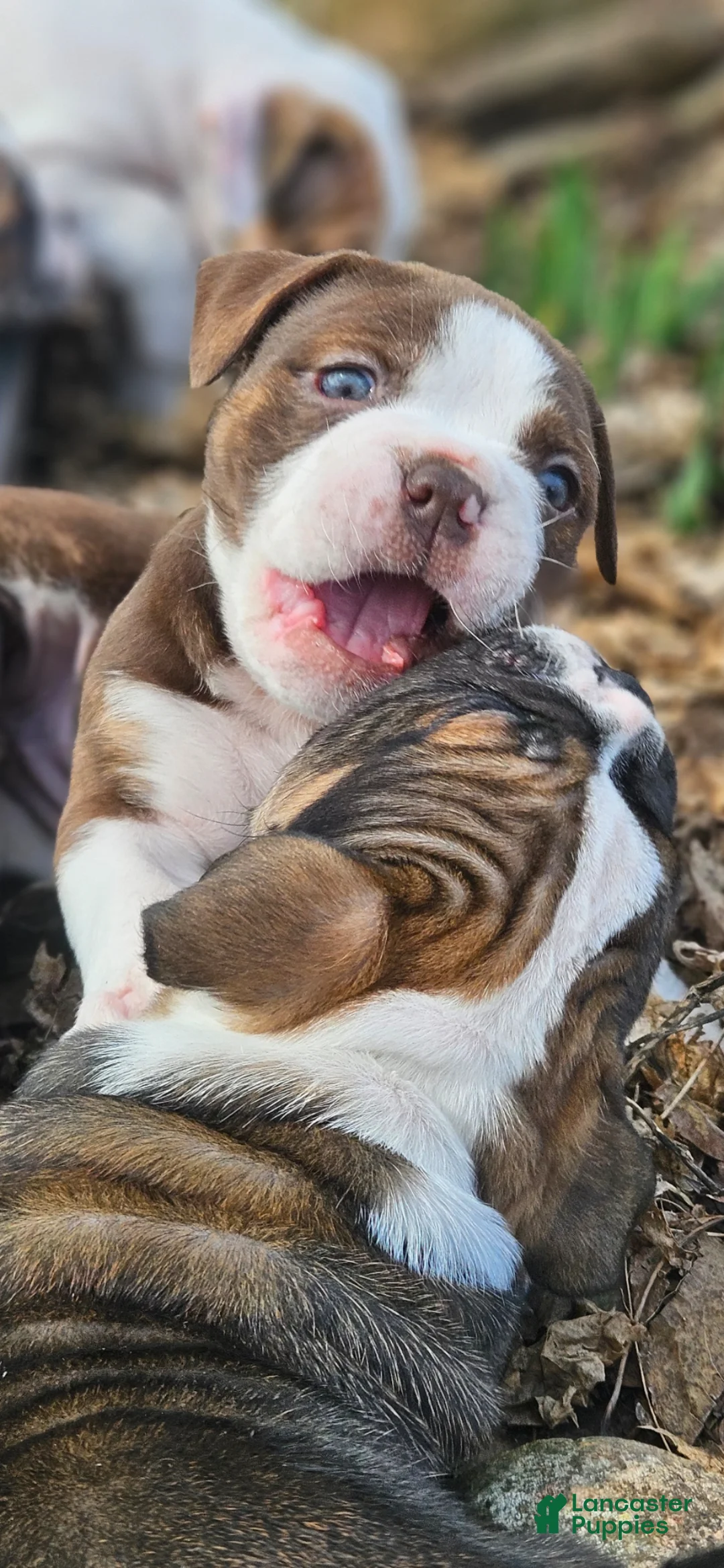 Olde English Bulldogge dogs for sale: Cheddar FEMALE - Ad 1