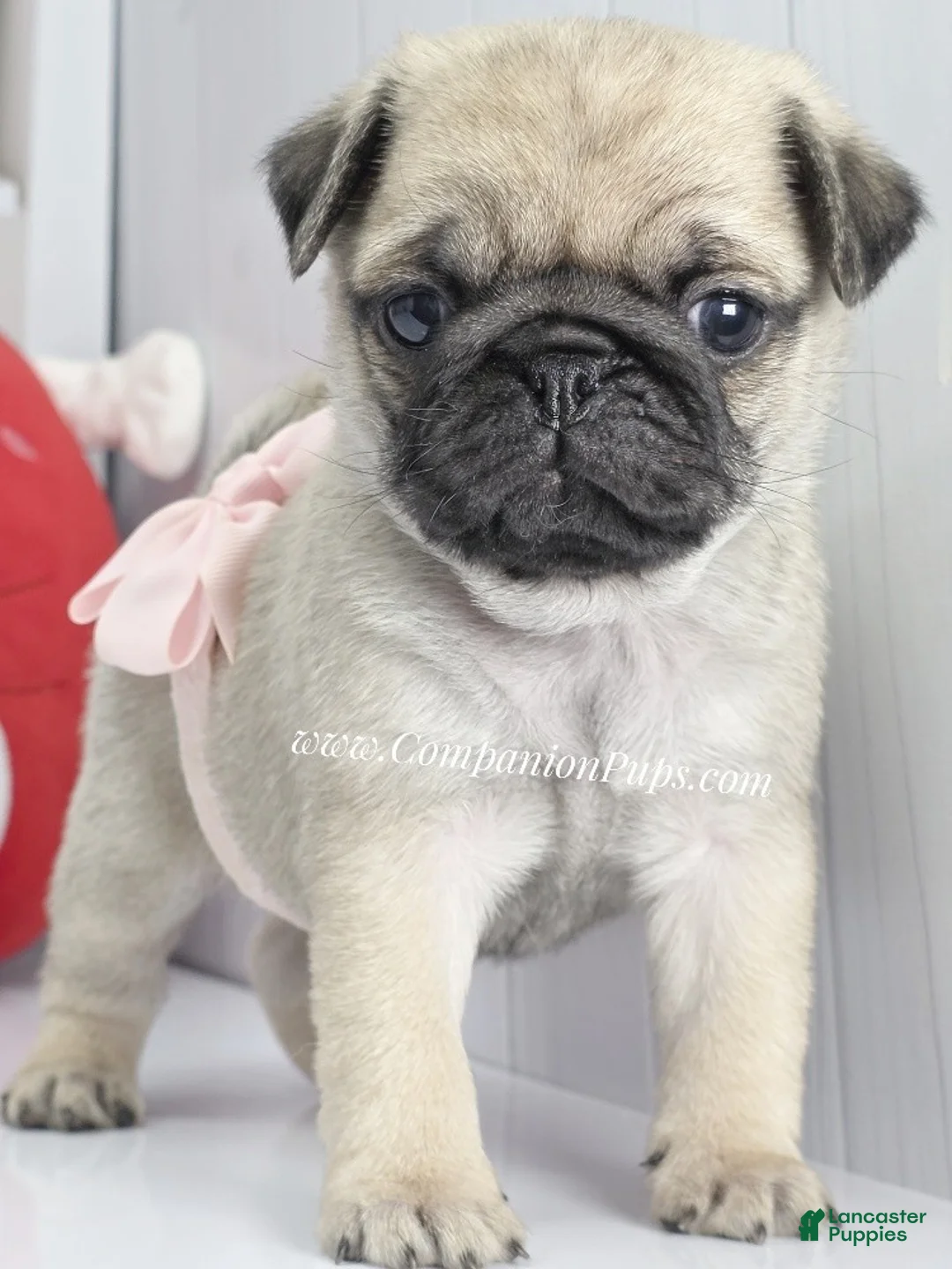 Pug dogs for sale: Pink Bow - Ad 3