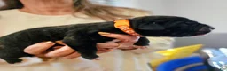 Presa Canario dogs for sale: Mr Neon  - Ad 68