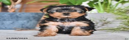 Yorkshire Terrier dogs for sale: Barbie - Ad 3