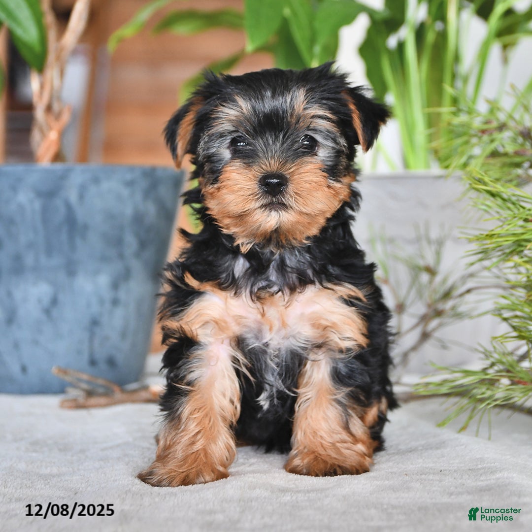 Yorkshire Terrier dogs for sale: Barbie - Ad 3