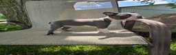 Boston Terrier dogs for sale: C.J. - Ad 4