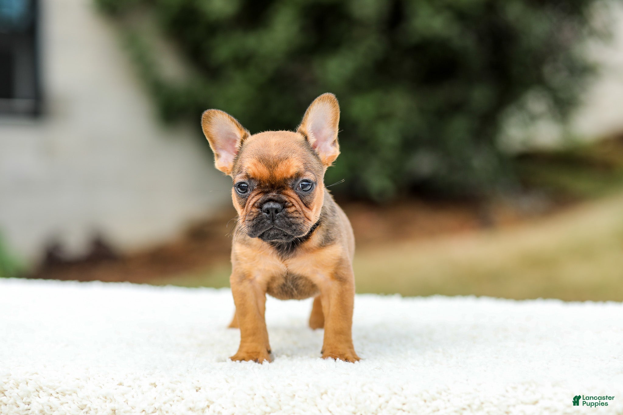 French Bulldog dogs Nico - Ad 1