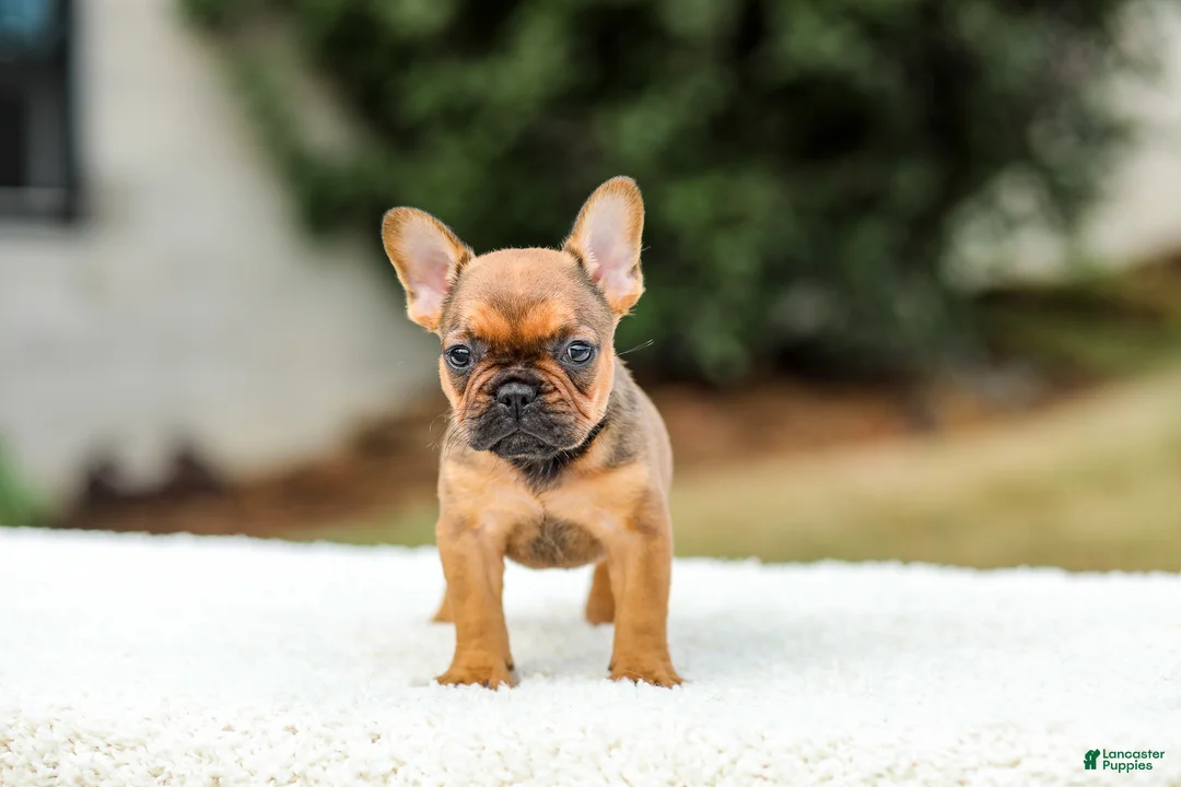 French Bulldog dogs for sale: Nico - Ad 1