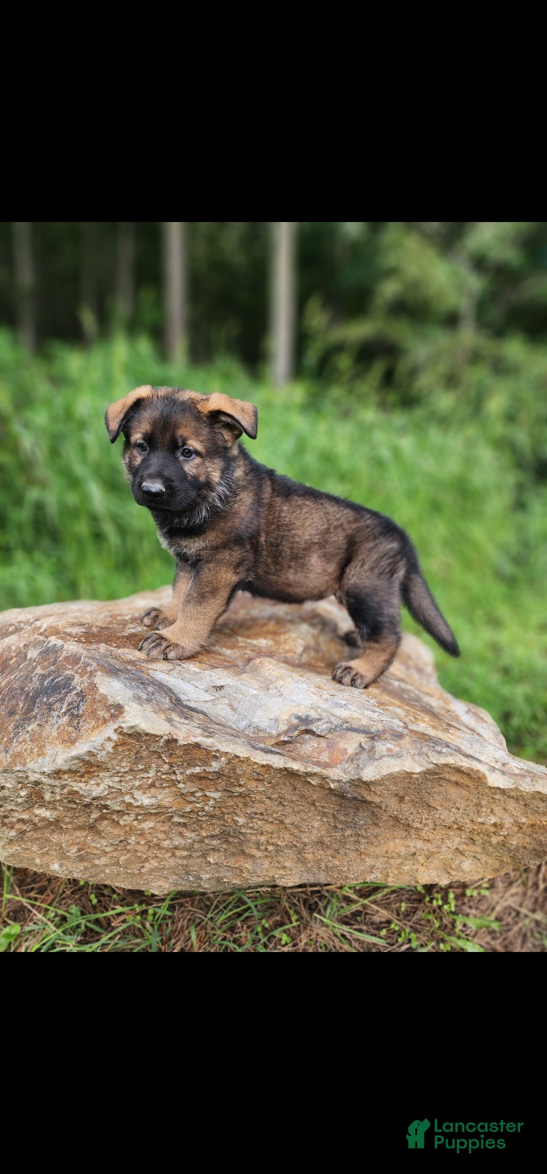 German Shepherd dogs  Tracker - Ad 2
