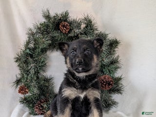 German Shepherd dogs Carson - Ad 39