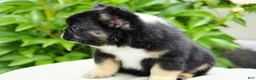 French Bulldog dogs for sale: Panda - Ad 7