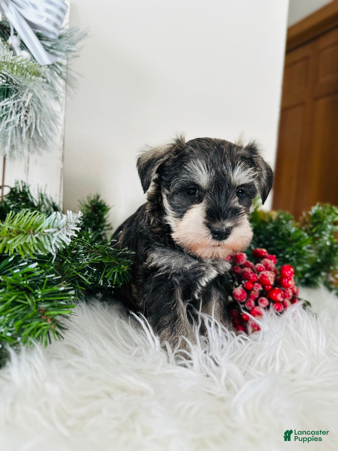 Miniature Schnauzer dogs for sale: Bandit - Ad 3