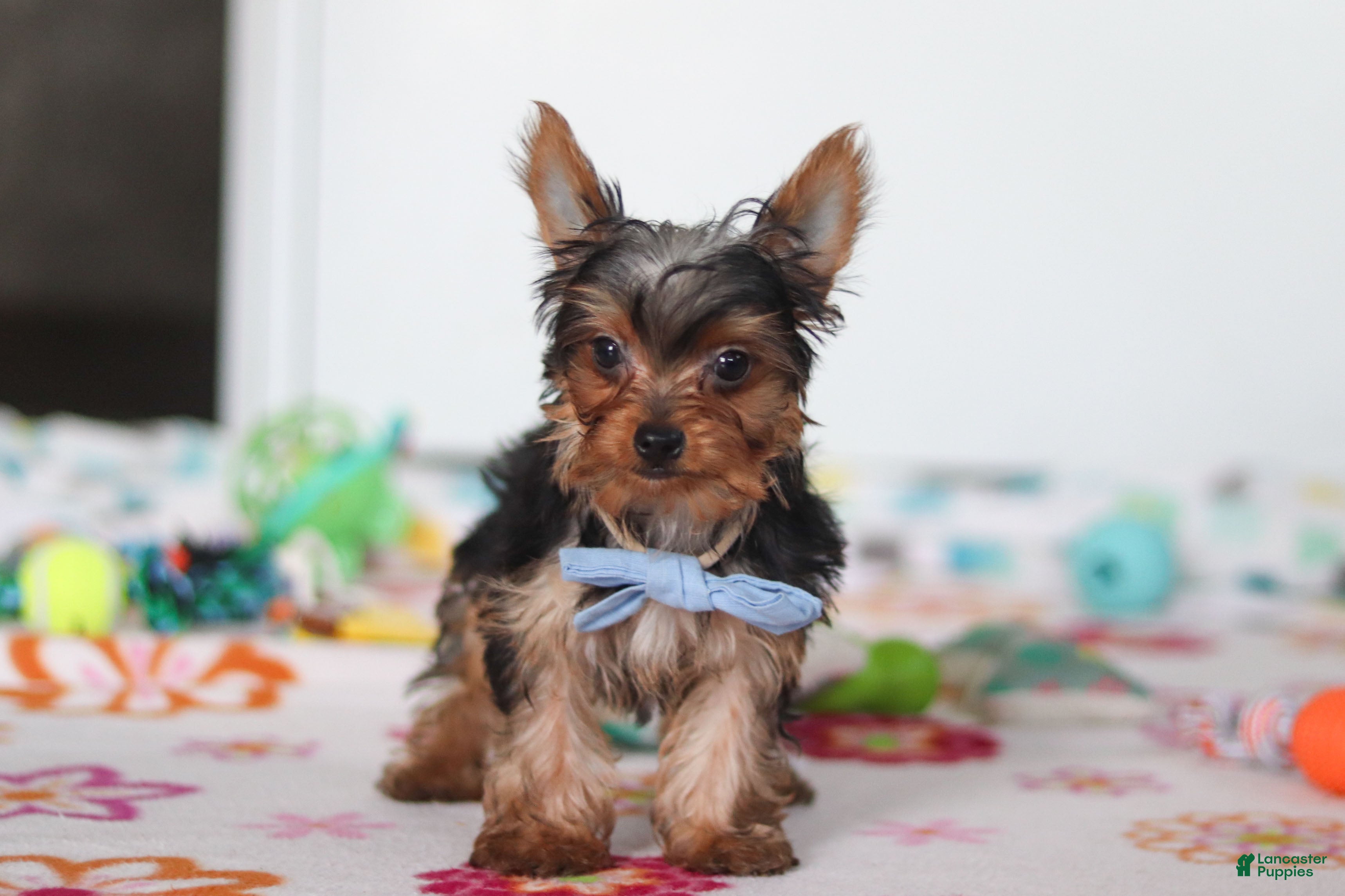 Yorkshire Terrier dogs Bear - Ad 2