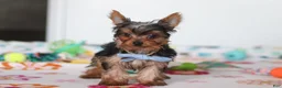 Yorkshire Terrier dogs for sale: Bear - Ad 2