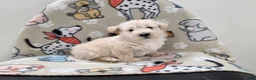 Scottish Terrier dogs for sale: Velma - Ad 4
