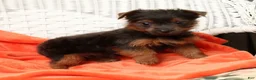 Yorkshire Terrier dogs for sale: Riley - Ad 2