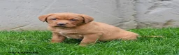 Labrador Retriever dogs for sale: Elvira - Ad 3