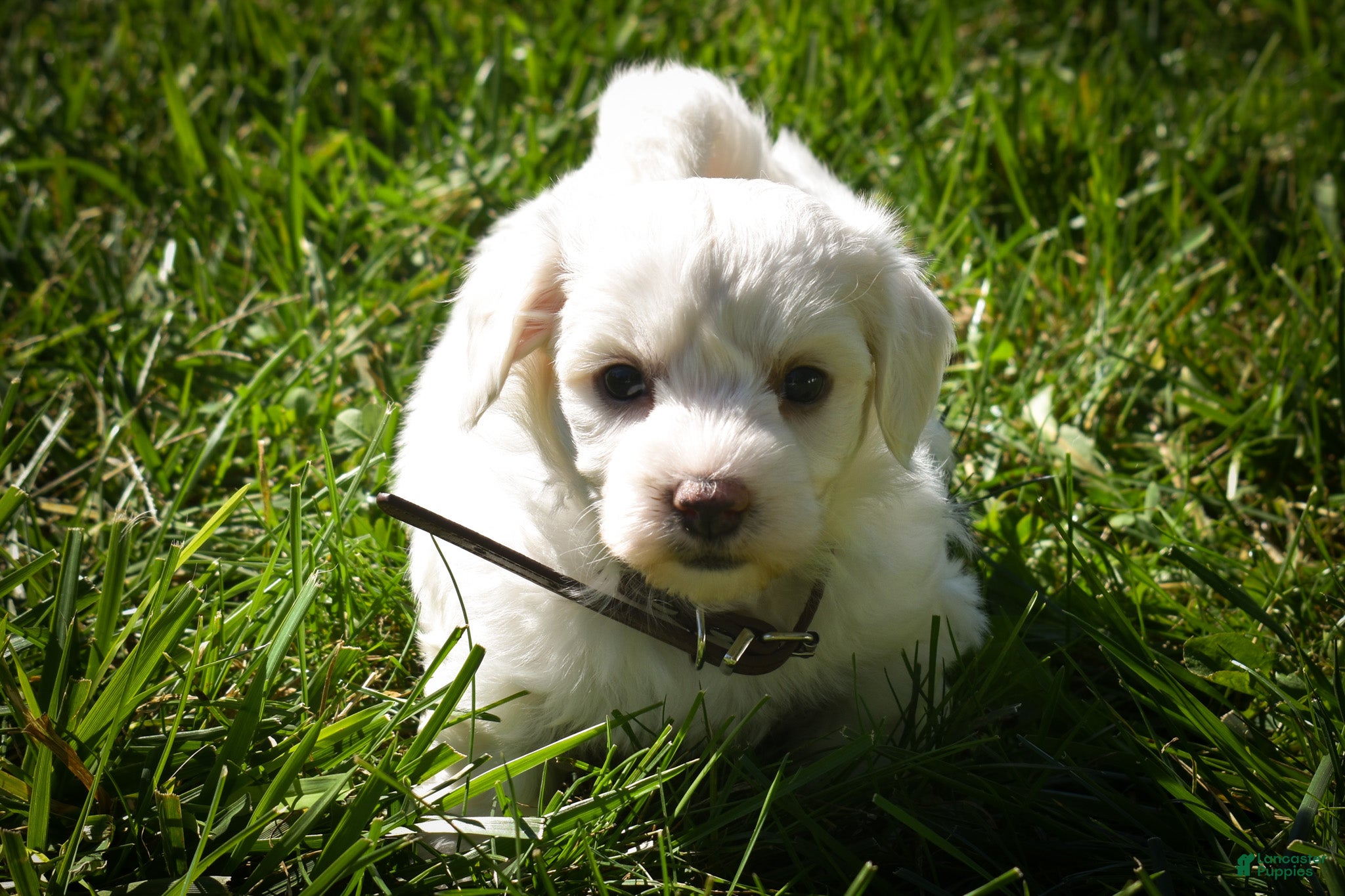 Maltese dogs Darling🩷 - Ad 2