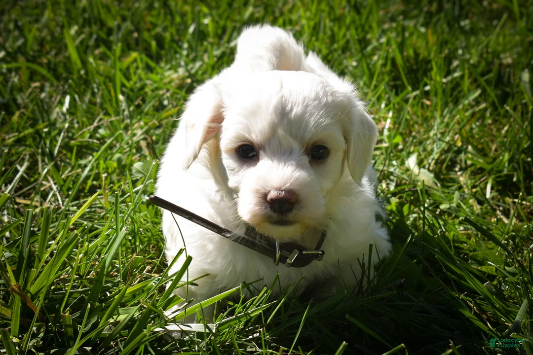 Maltese dogs for sale: Darling🩷 - Ad 2