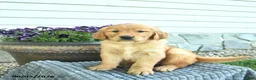 Golden Retriever dogs for sale: Teddy  - Ad 3