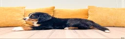 Bernese Mountain Dog dogs for sale: Lola - Ad 5