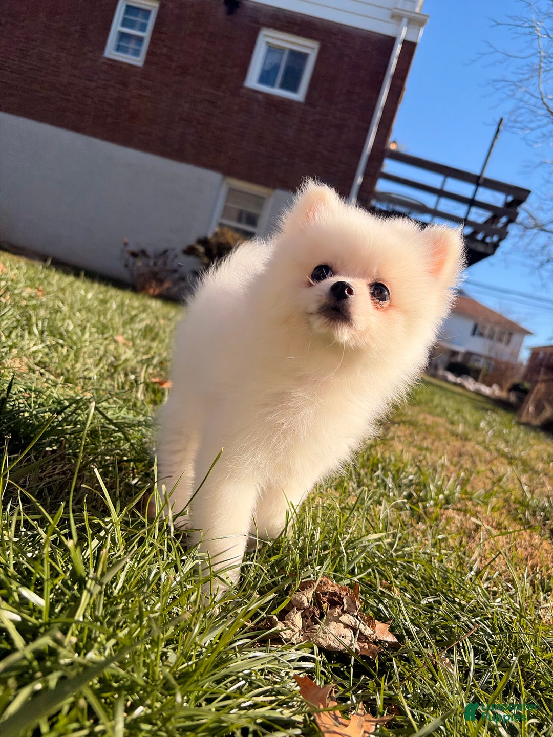 Pomeranian dogs for sale: Sally - Ad 3