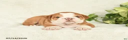 English Bulldog dogs for sale: Tonka - Ad 3